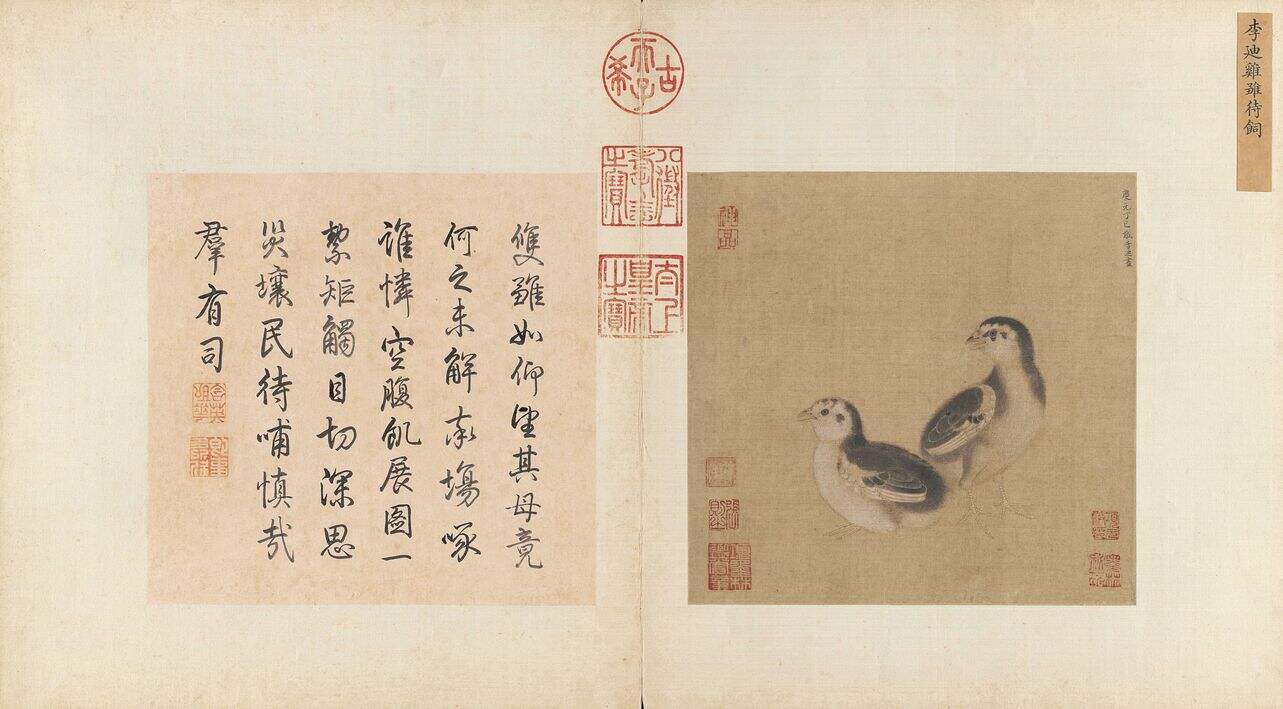 鸡雏待饲图缩略图