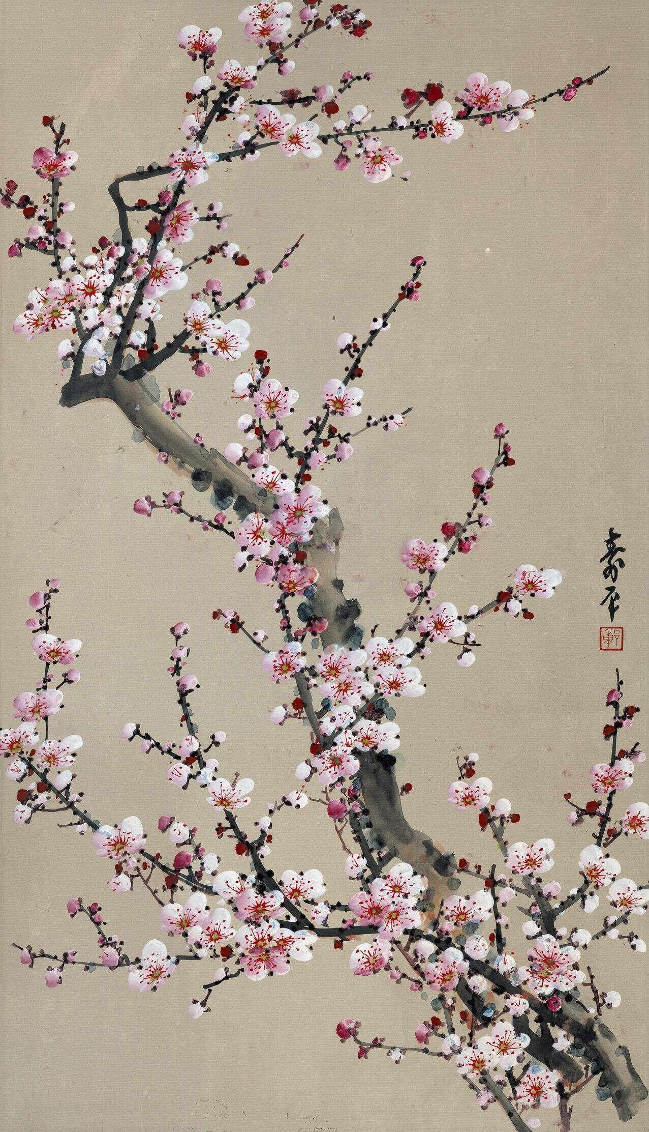 红梅缩略图