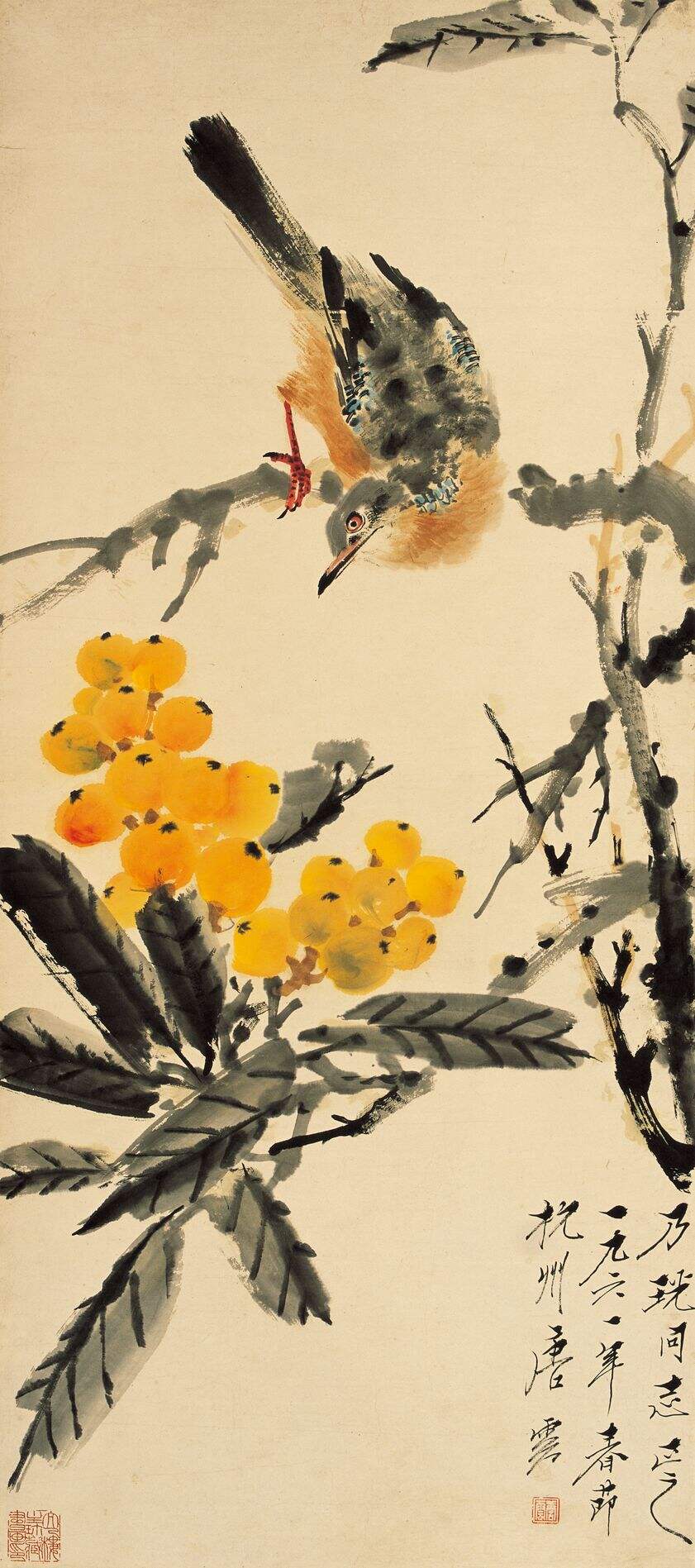 枇杷山鸟缩略图
