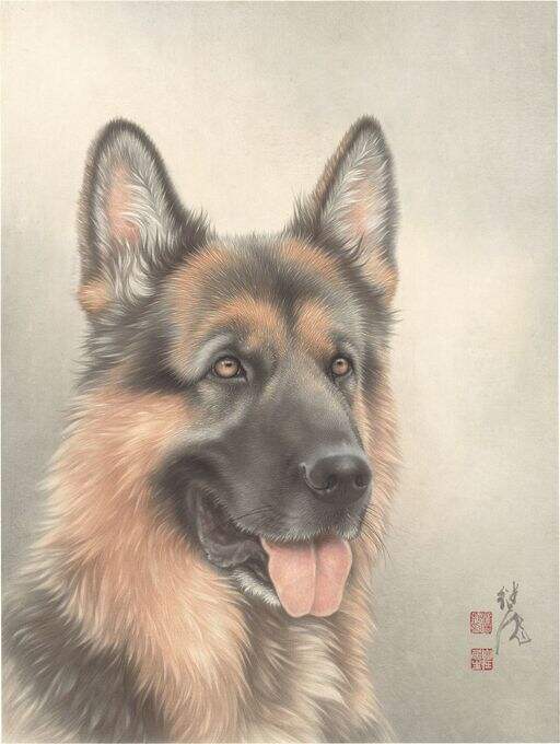 狼狗缩略图