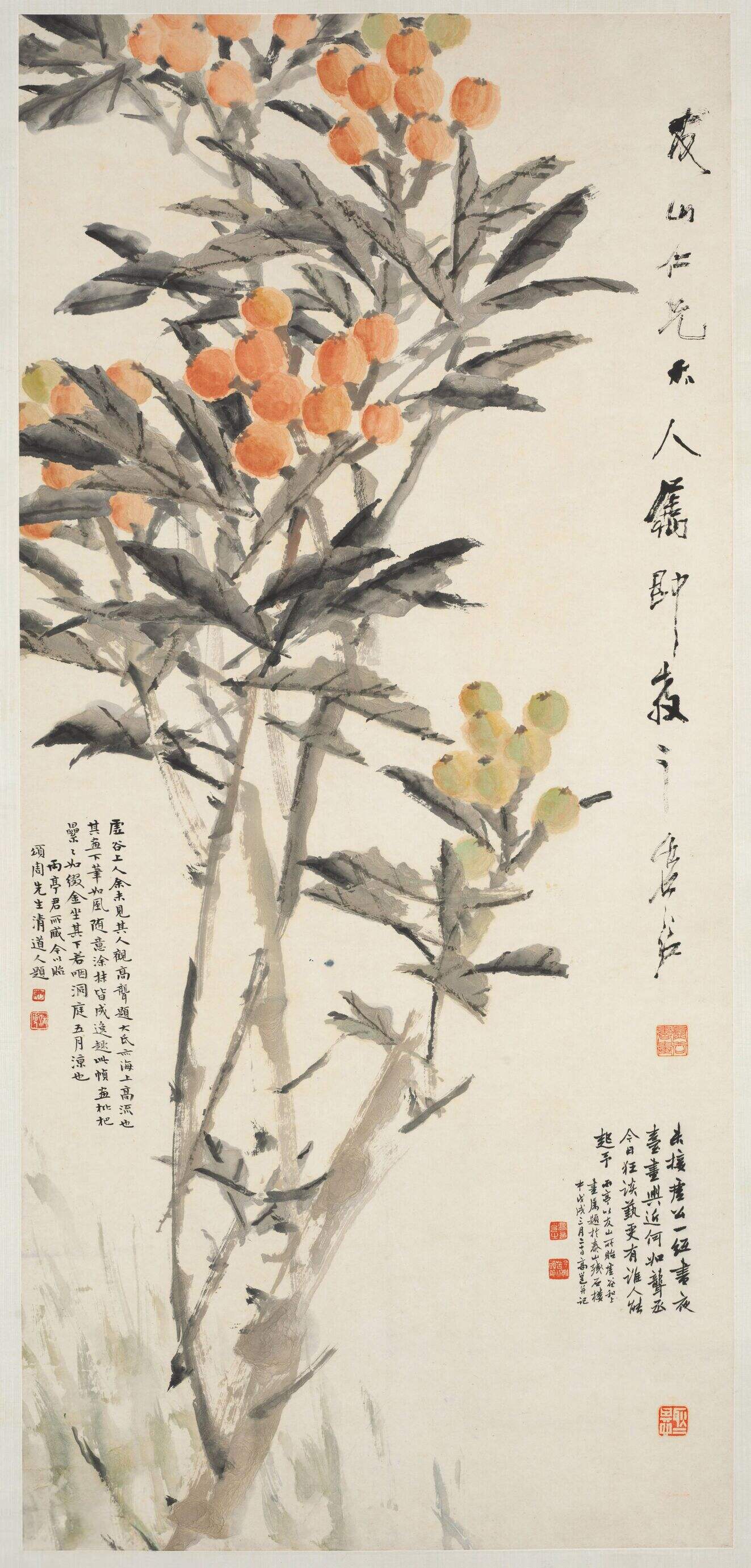 枇杷图缩略图
