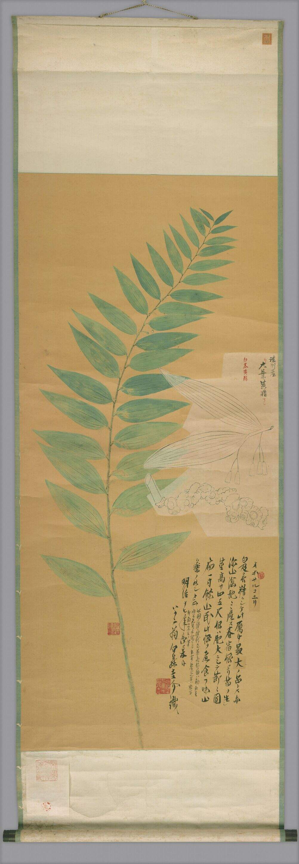 黄精图手稿立轴缩略图