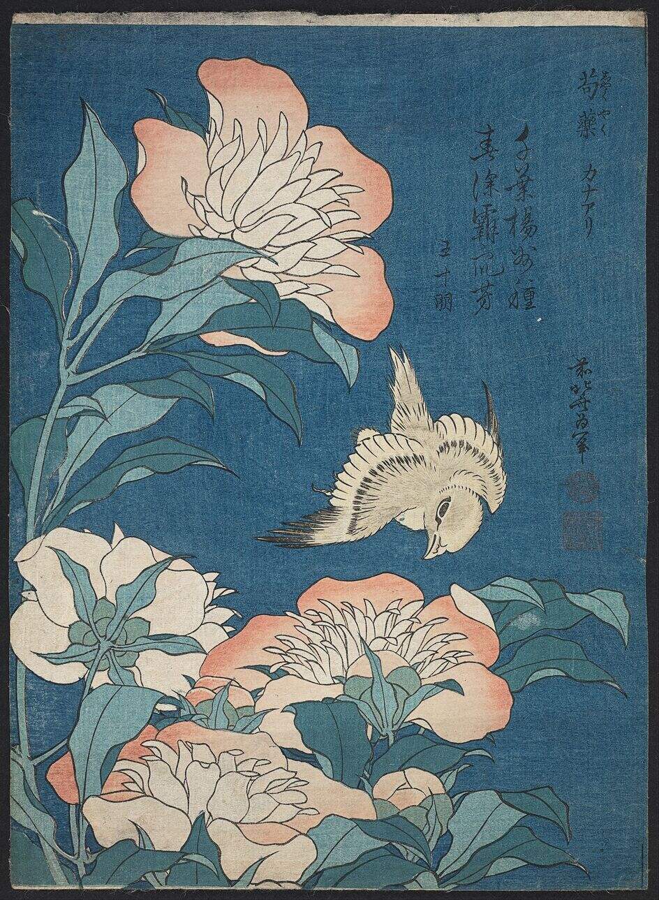芍药和金丝雀缩略图