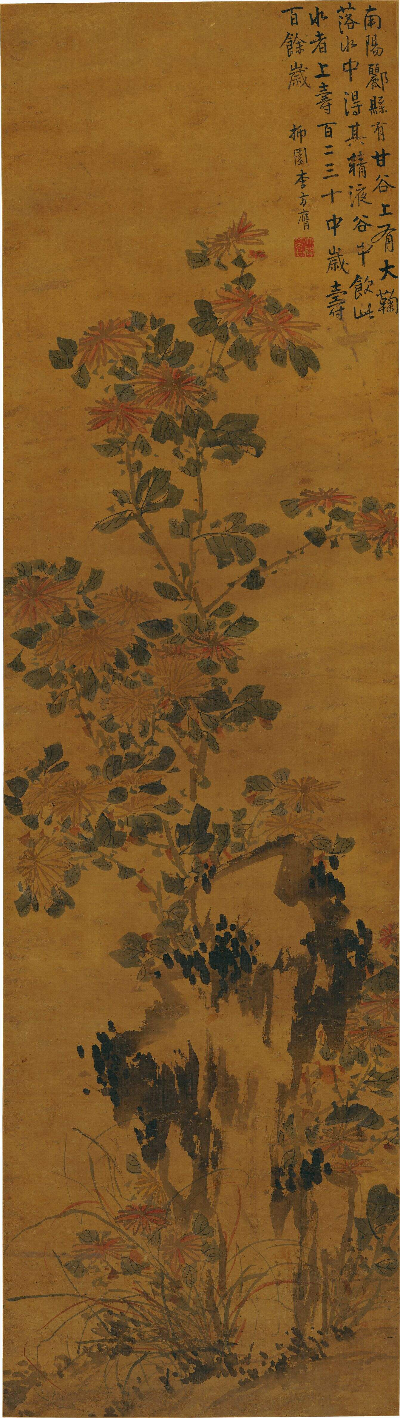 菊石图缩略图