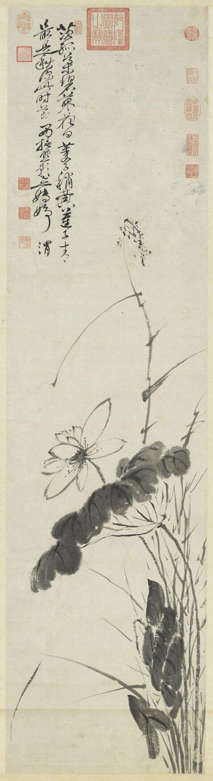 荷花图缩略图
