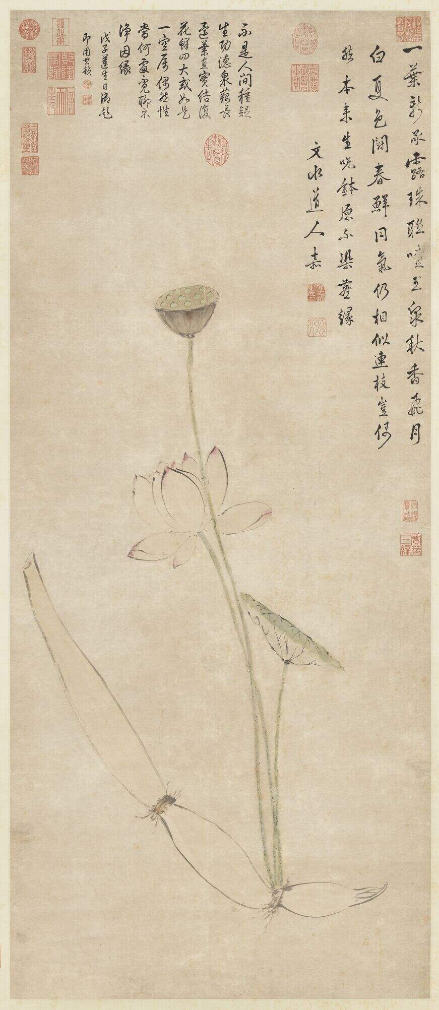 莲藕净因图缩略图