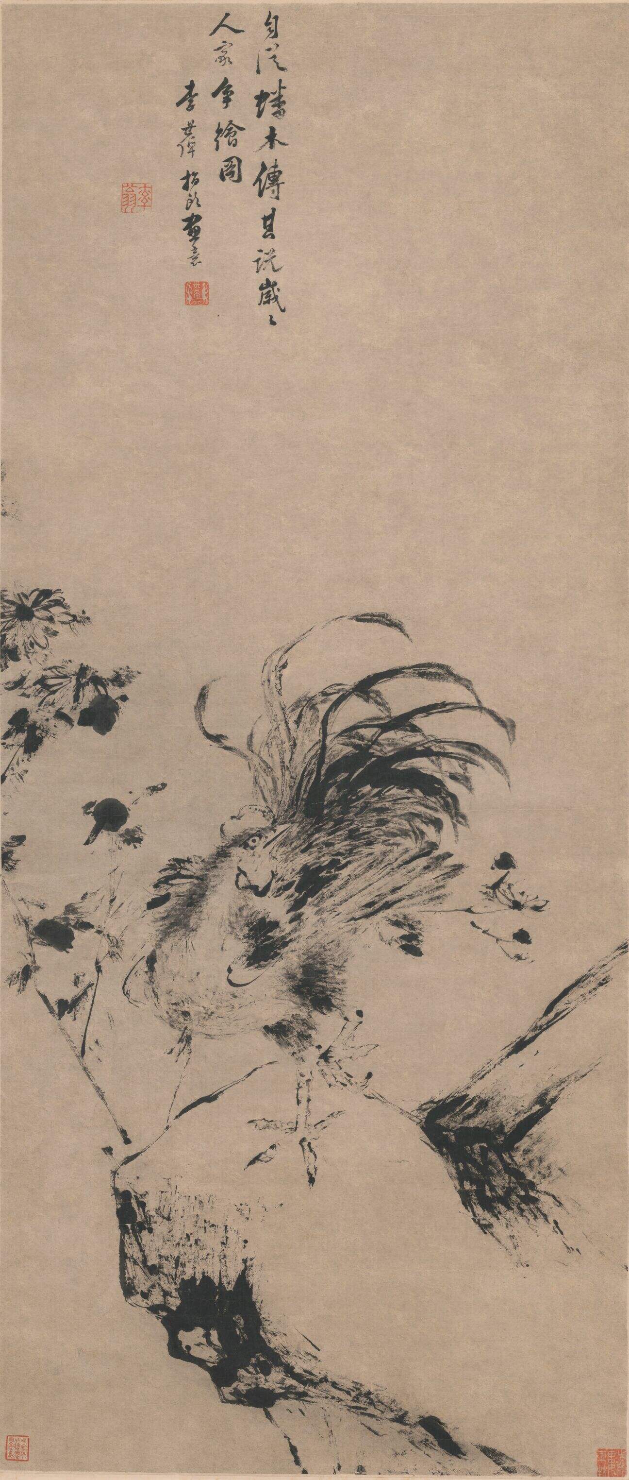 雄鸡菊石图缩略图