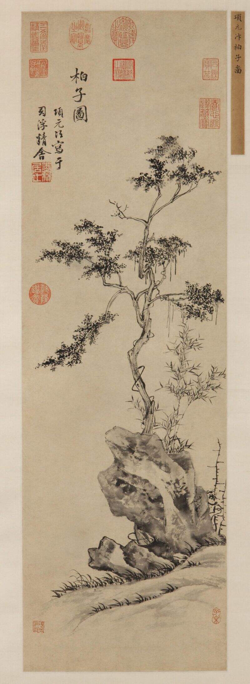 柏子图缩略图