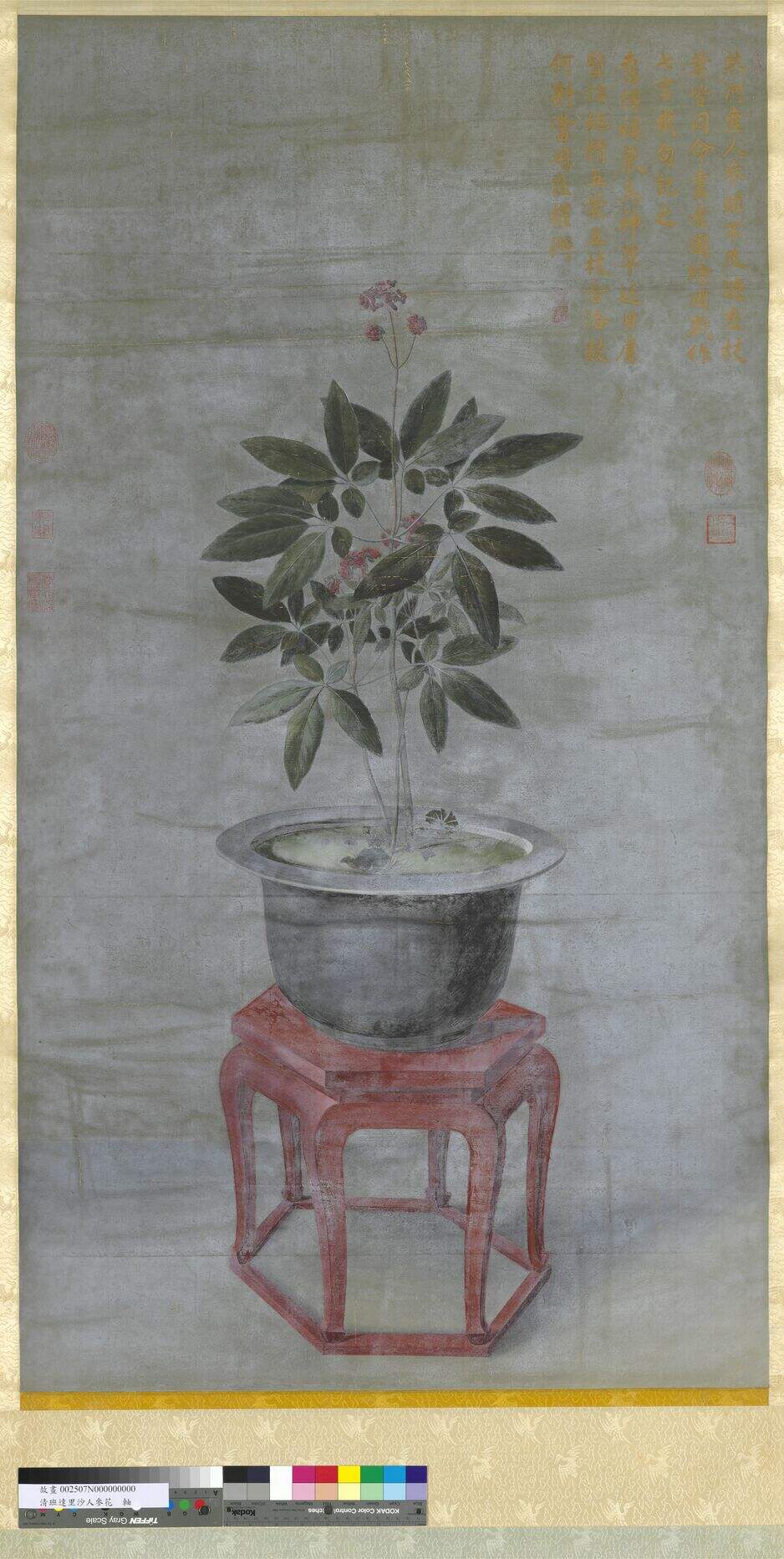 人参花轴缩略图