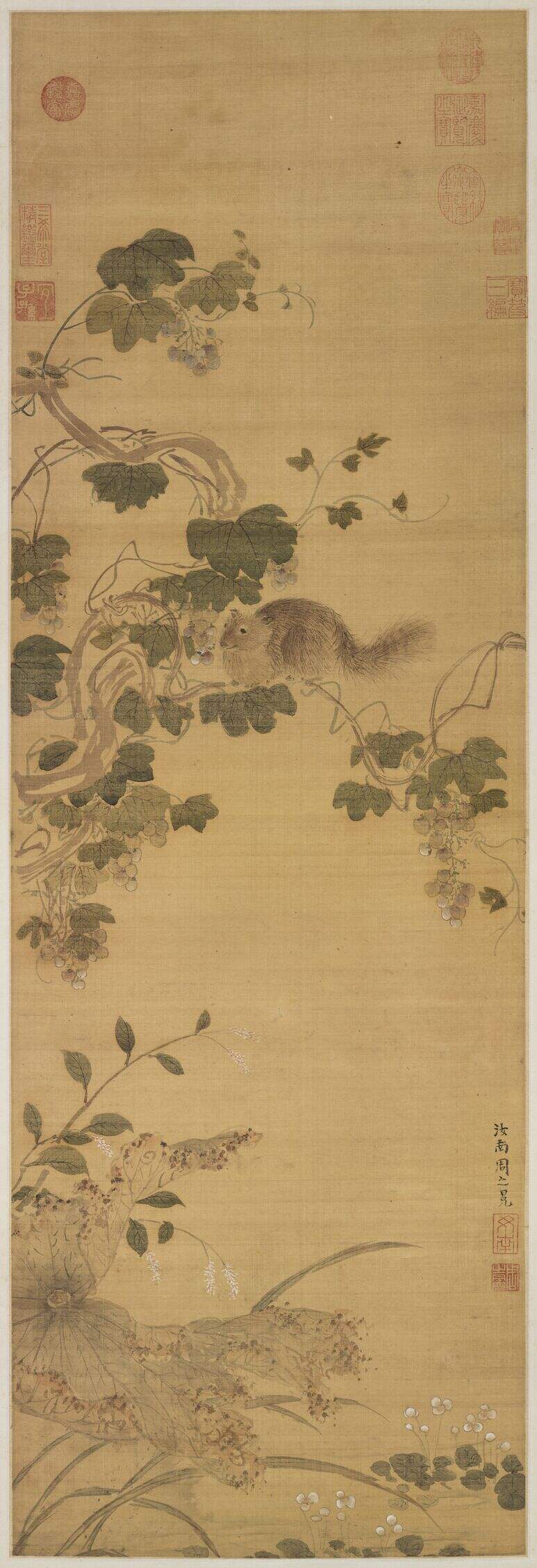 葡萄松鼠图缩略图