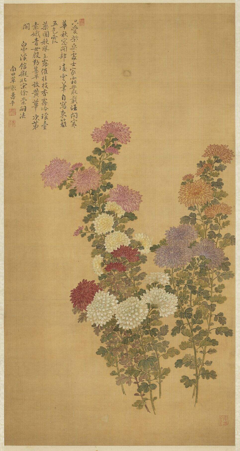 菊花轴缩略图