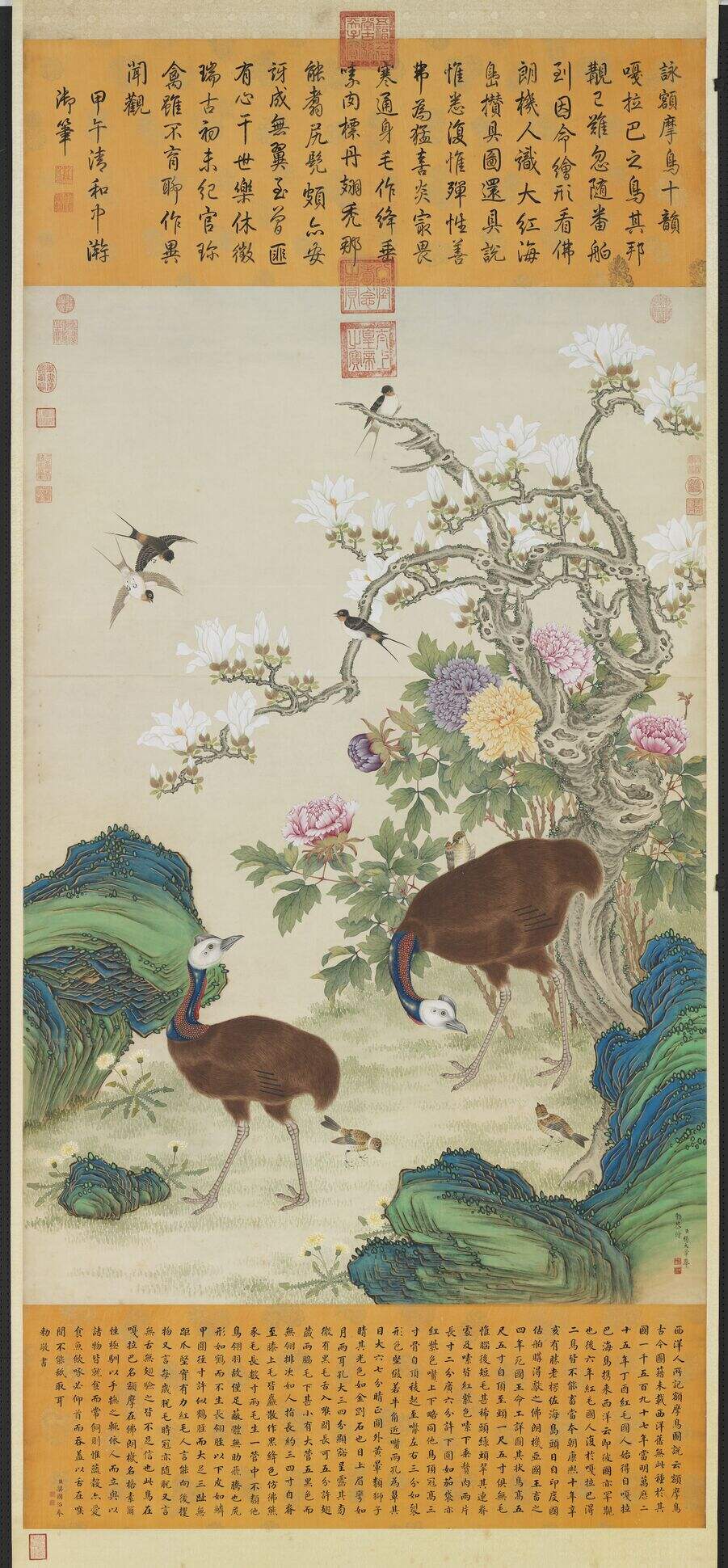 额摩鸟图缩略图