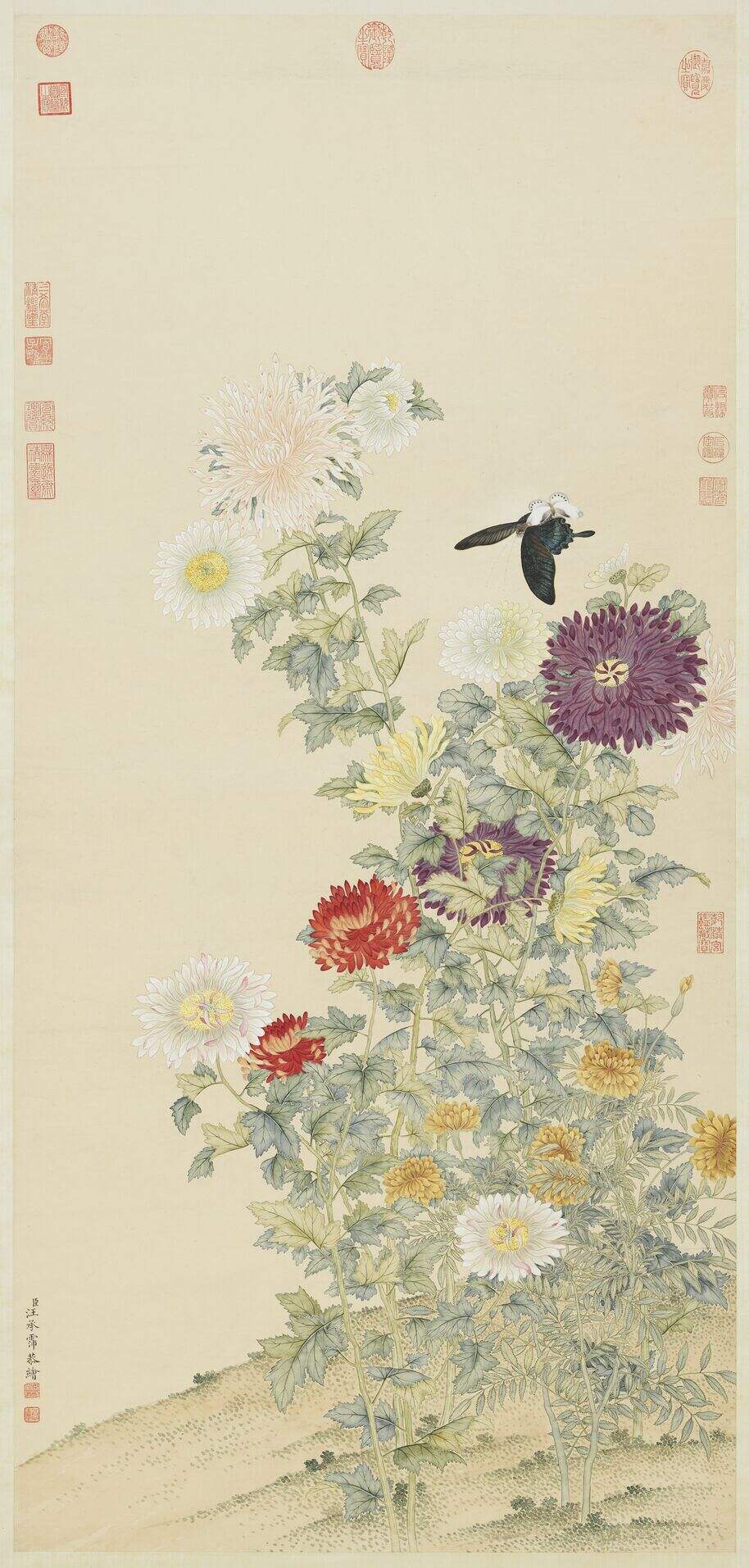 菊轴缩略图