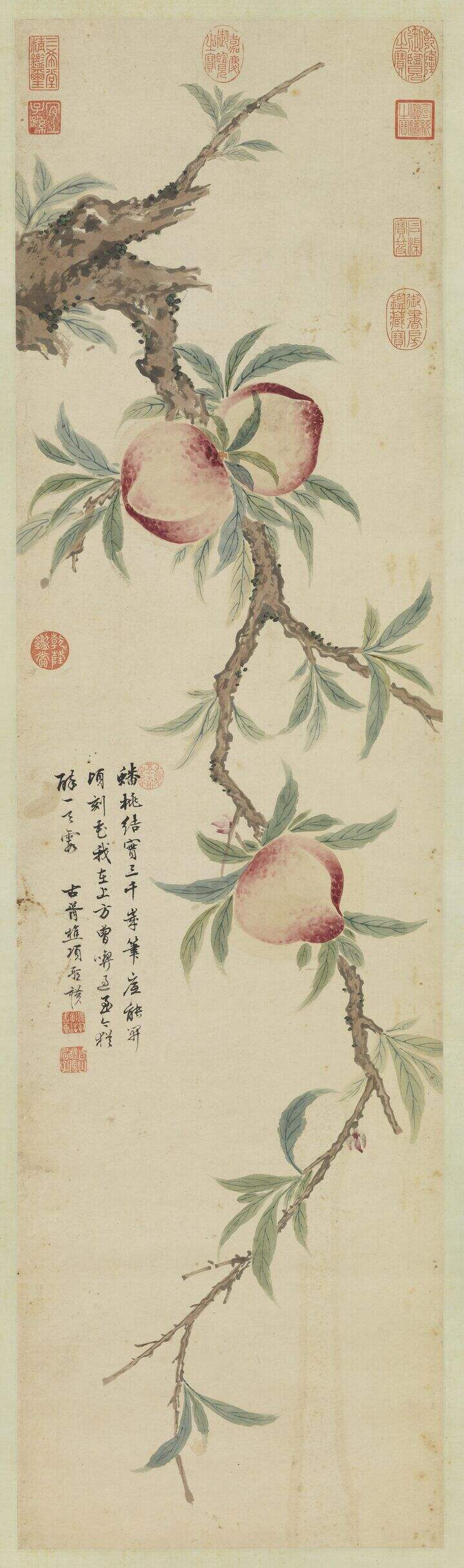 蟠桃图缩略图