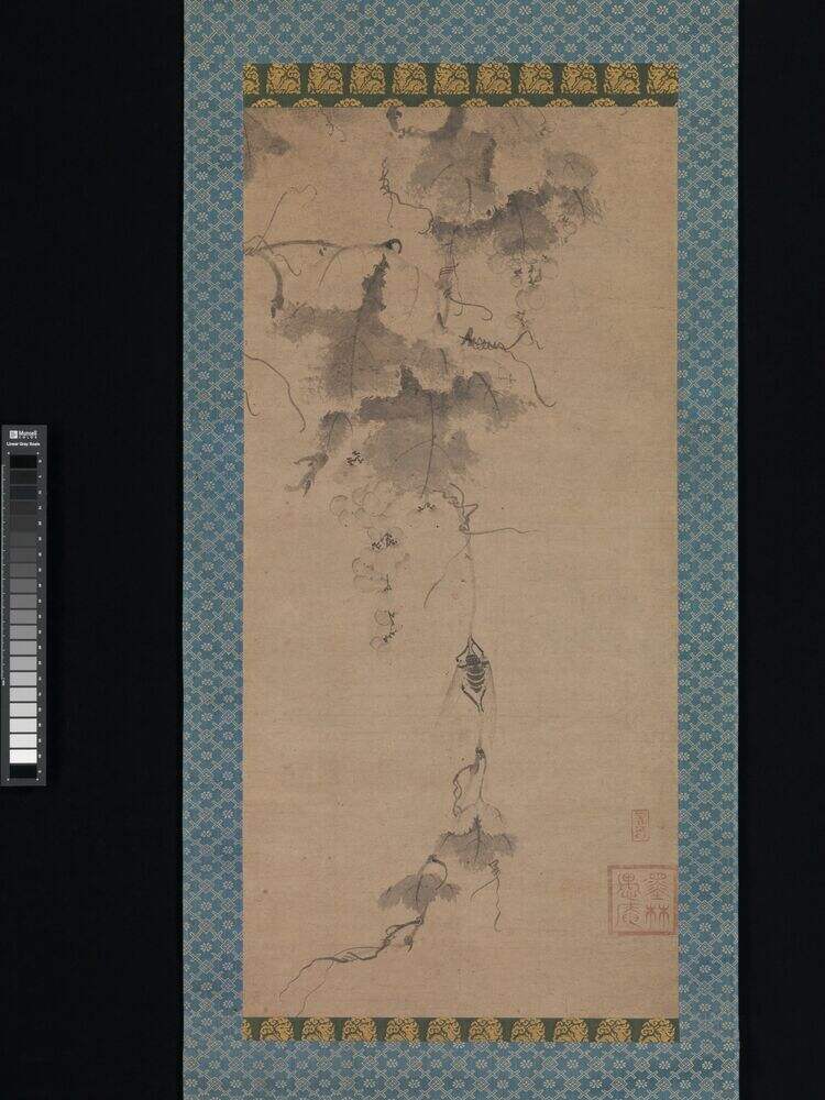 葡萄蝉图缩略图