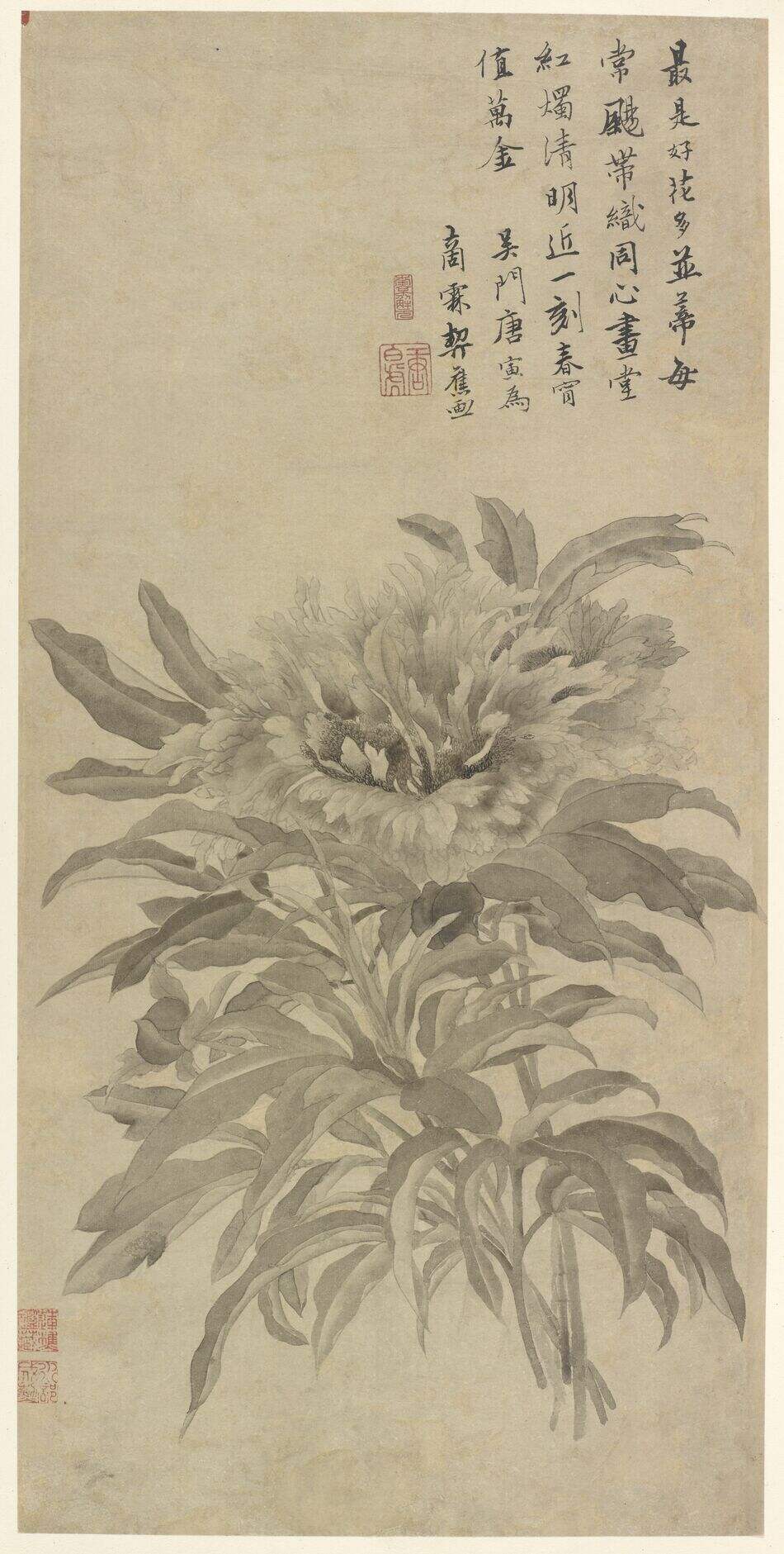 芍药图缩略图