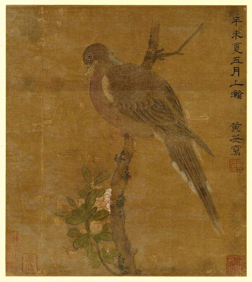 斑鸠图缩略图