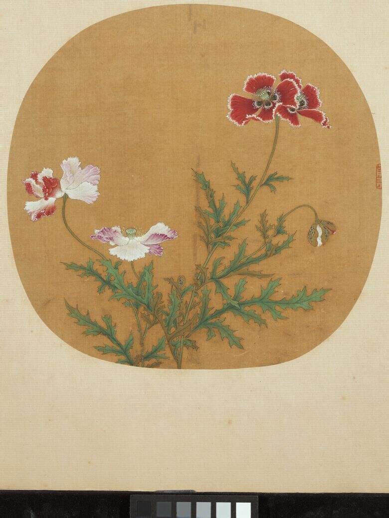 写生罂粟图缩略图