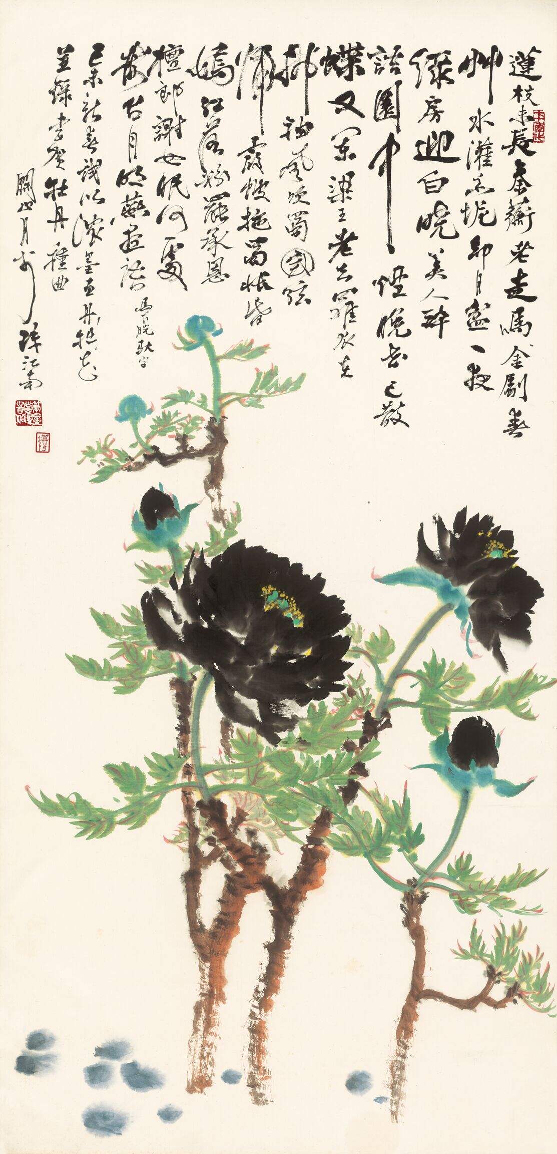 黑牡丹缩略图