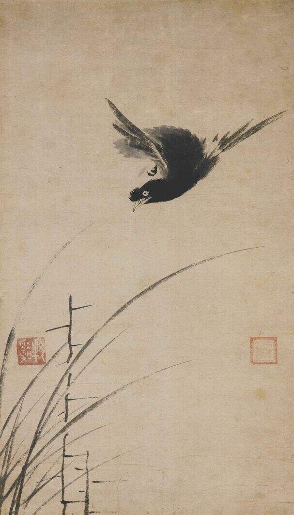 叭叭鸟图缩略图