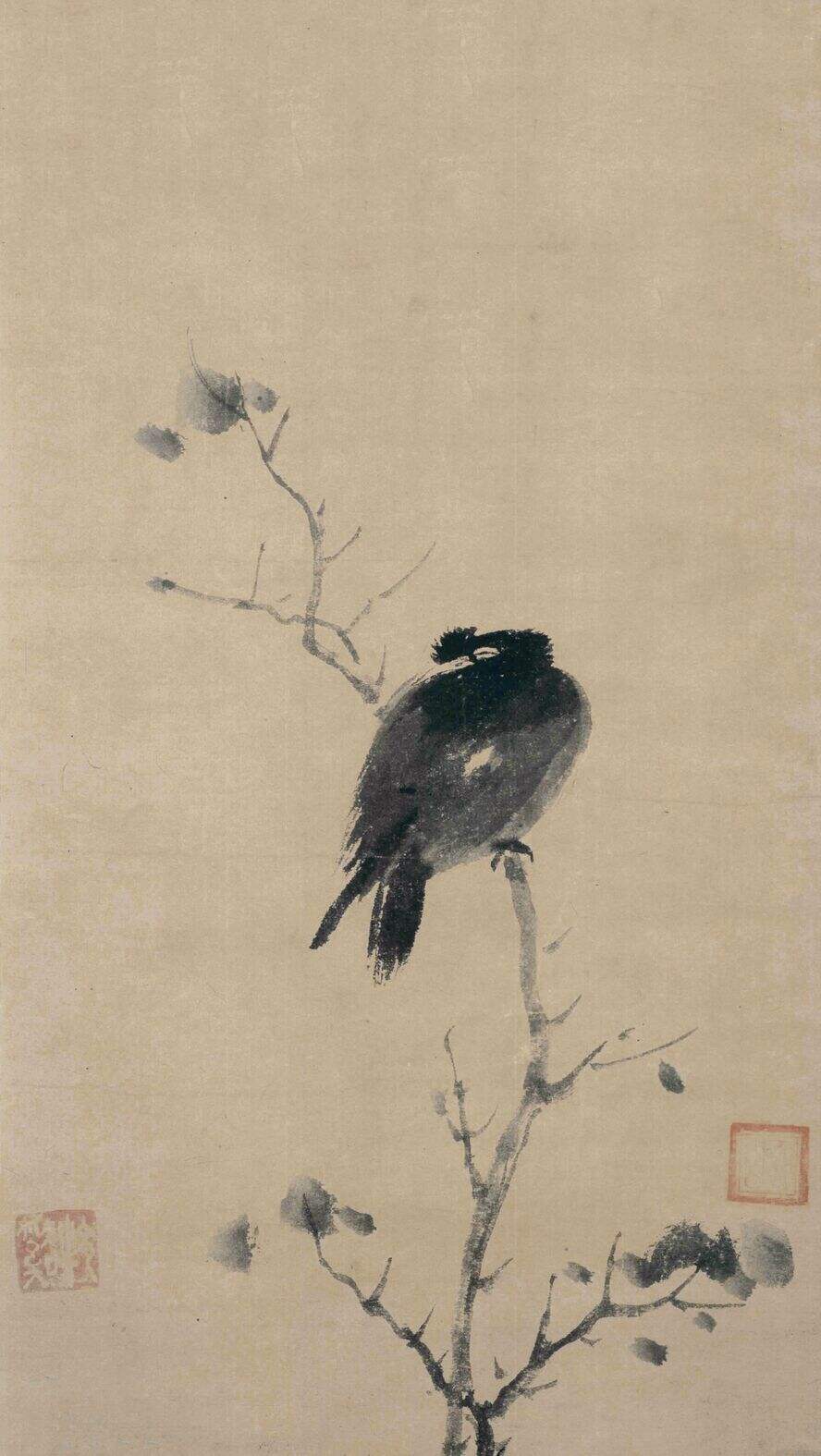 叭叭鸟图缩略图