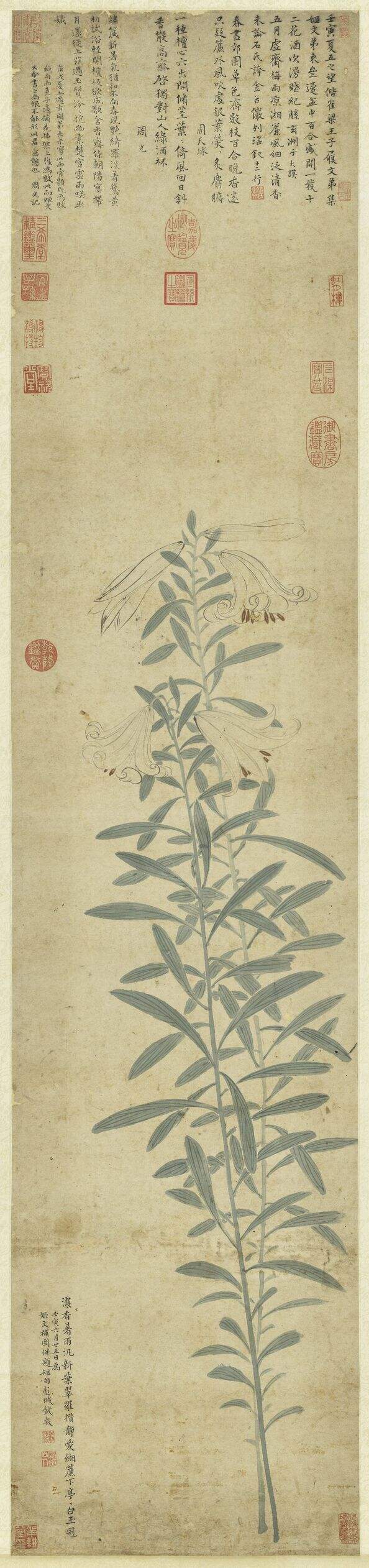 百合写生图缩略图