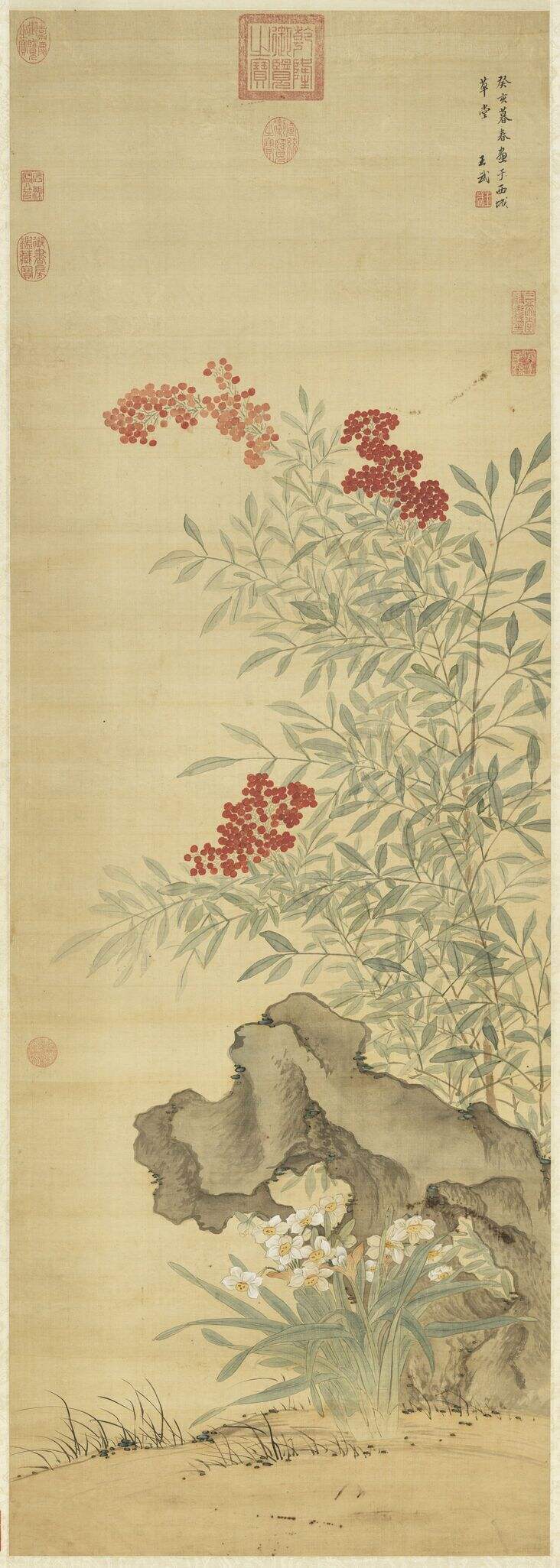 天竺水仙图缩略图
