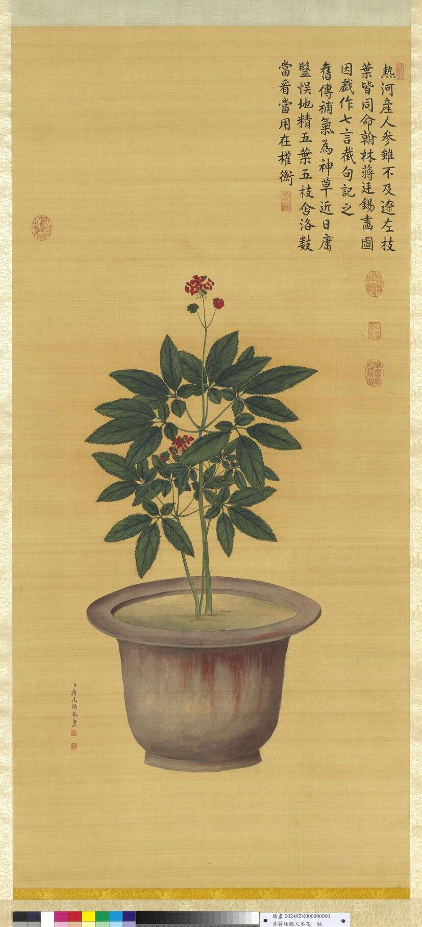 人参花图缩略图
