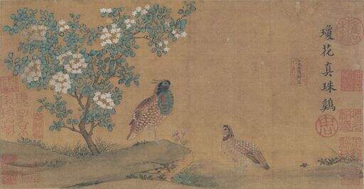 琼花真珠鸡图缩略图