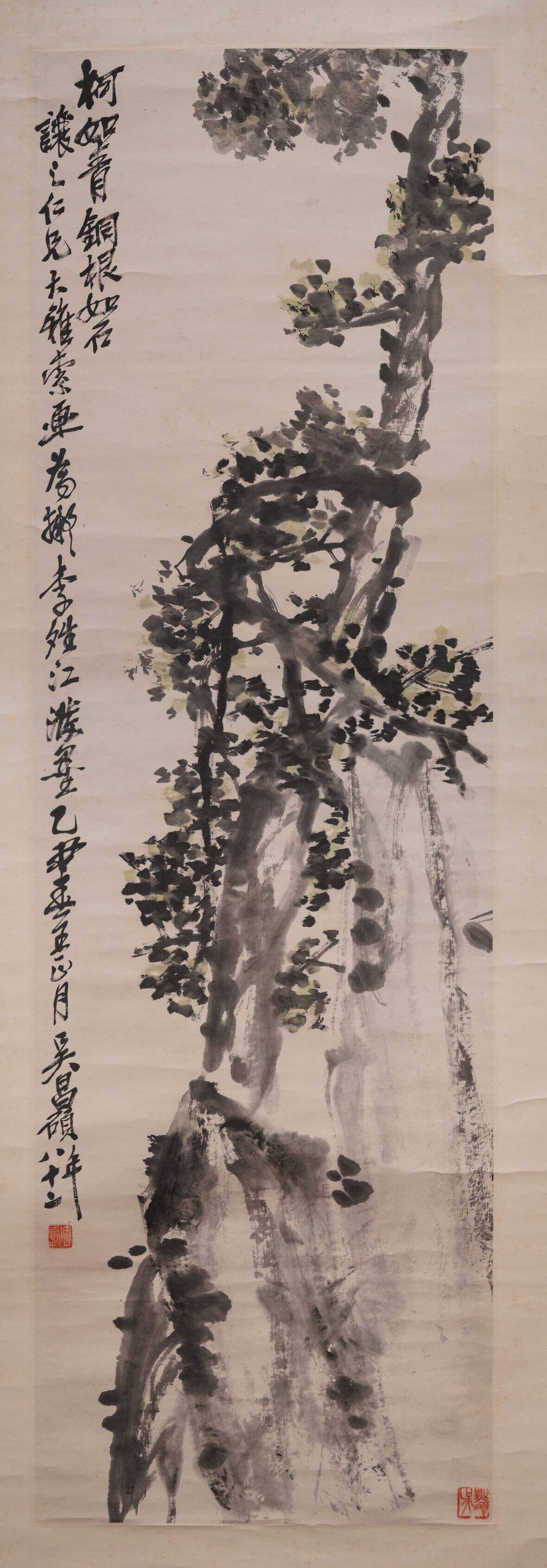 柏树图缩略图