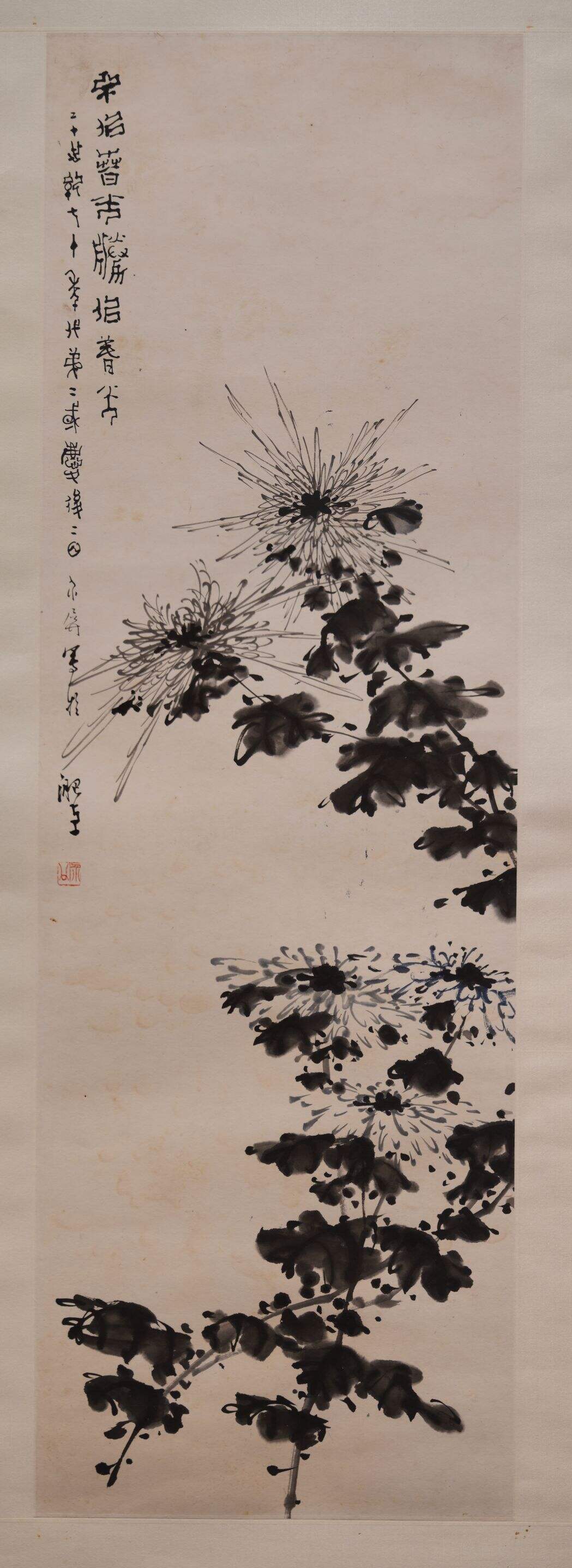 墨菊缩略图