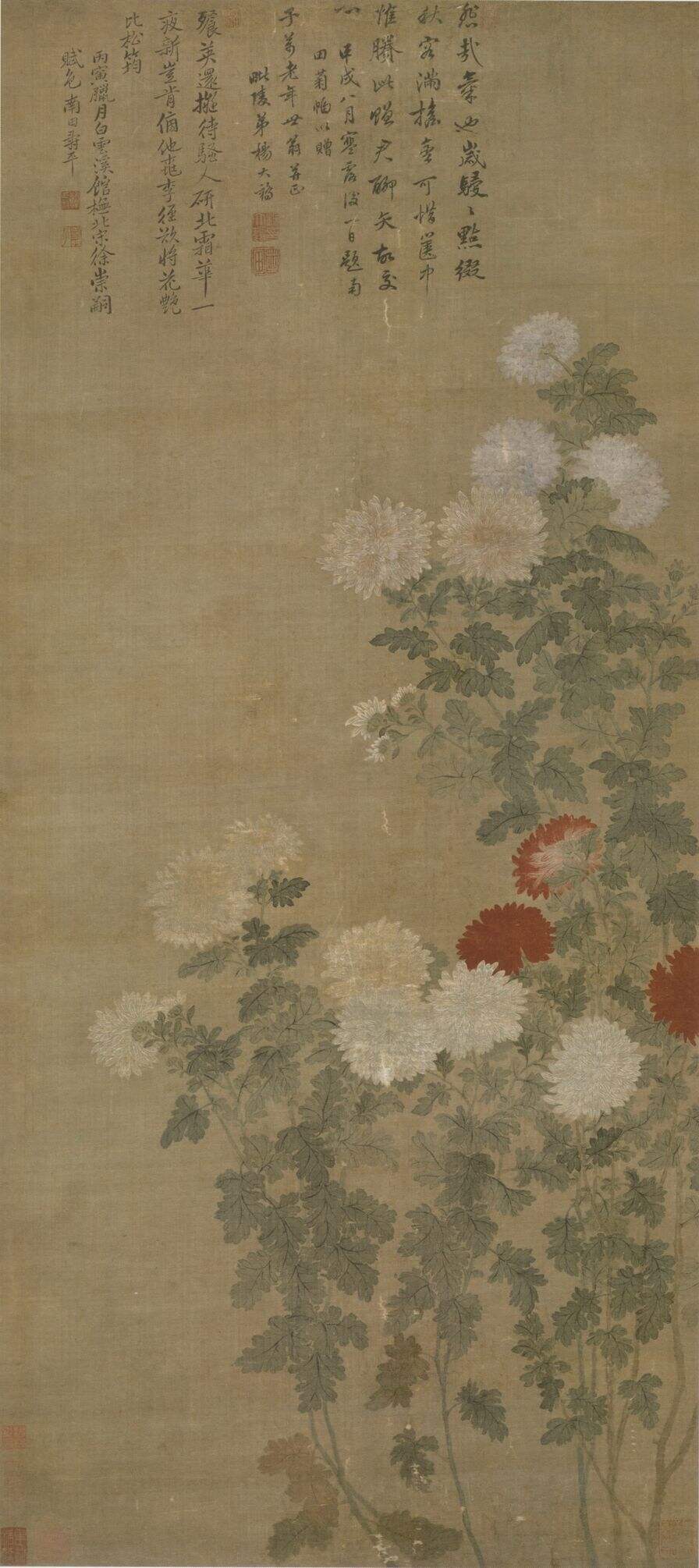 菊花图缩略图