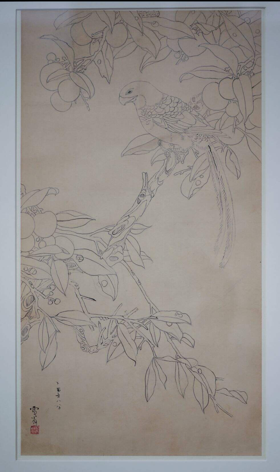 铅笔红荔鹦鹉缩略图