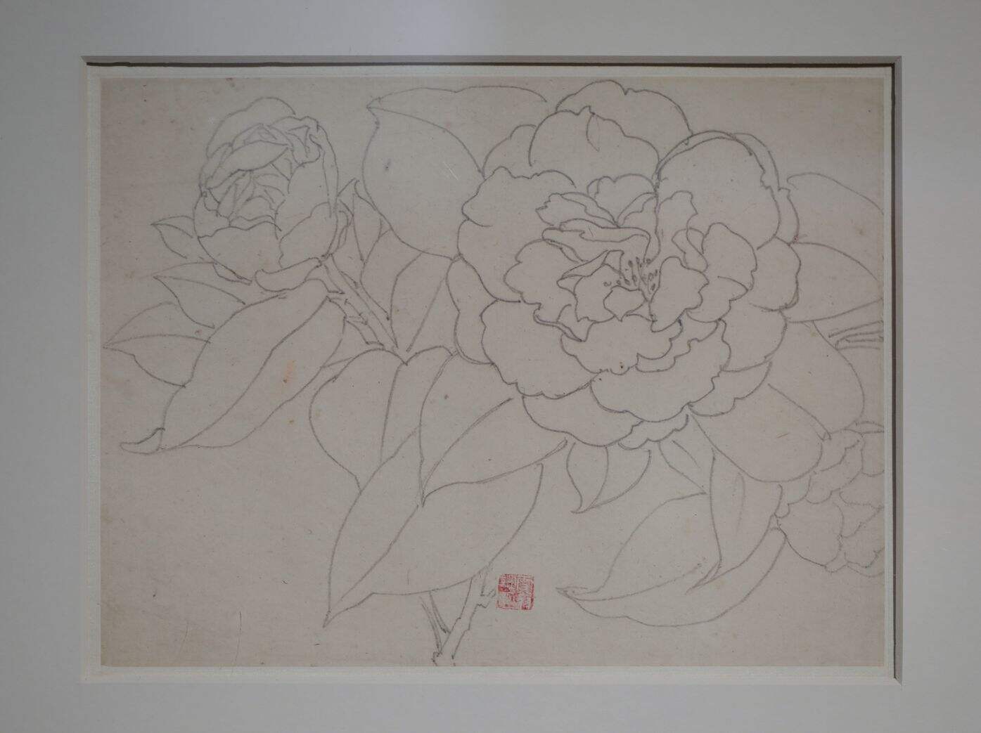 铅笔山茶缩略图