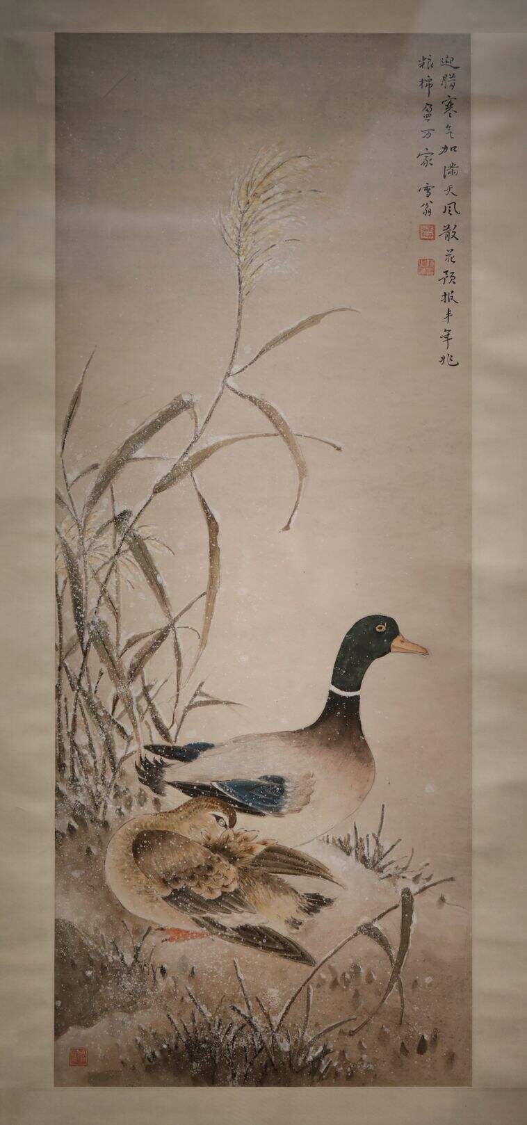 雪凫缩略图