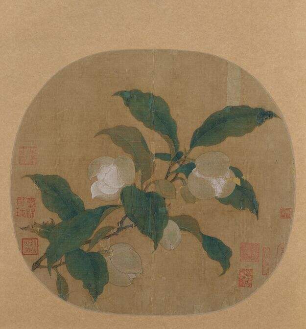 夜合花图缩略图