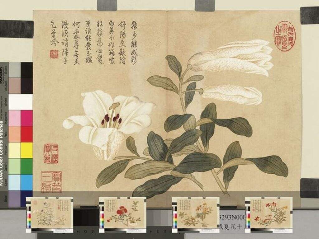 夏花十二种缩略图