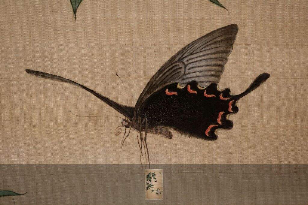芙蓉蛱蝶缩略图